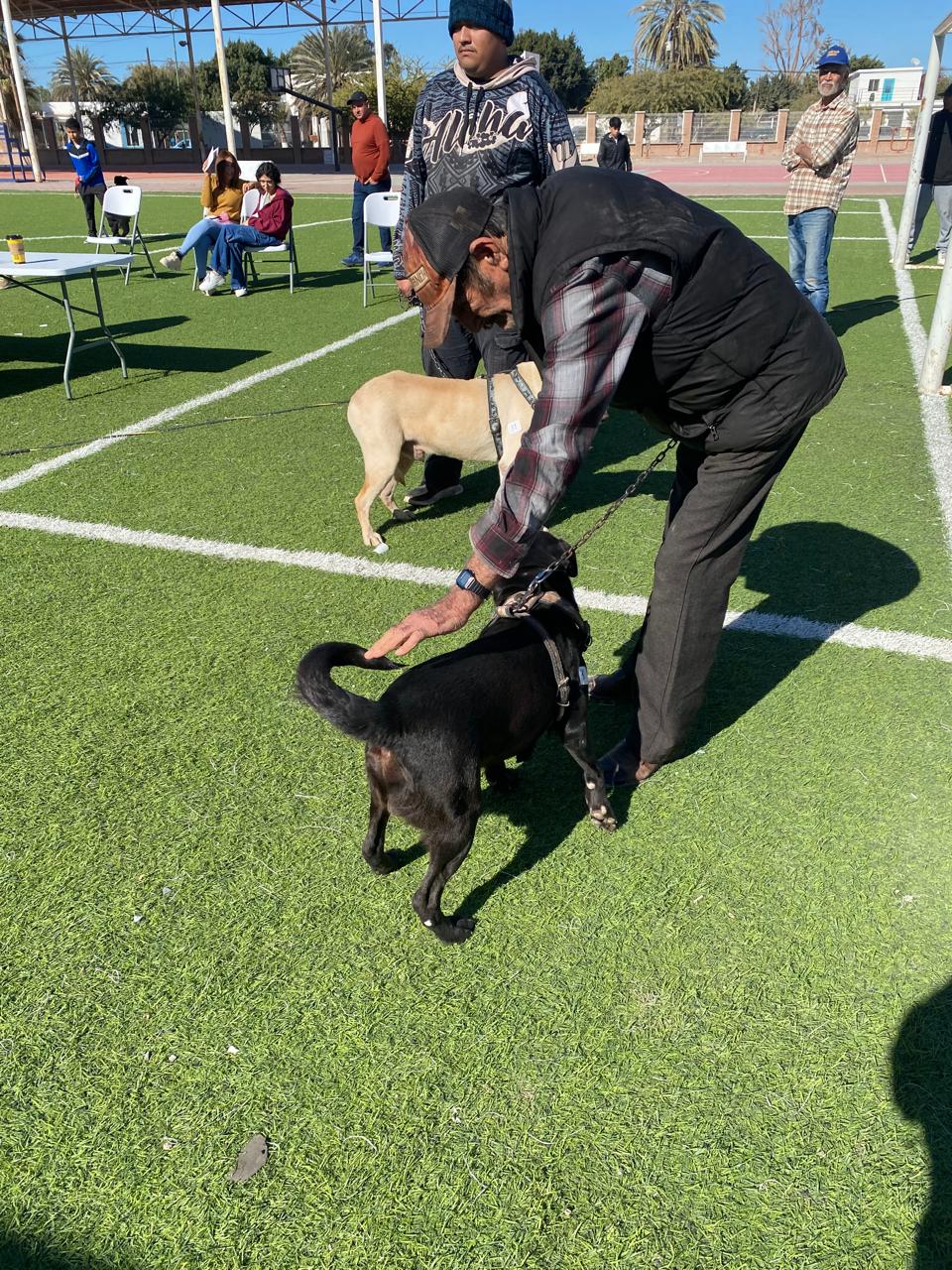 Esteriliza gratis Gobierno de Hermosillo y organización civil a 96 mascotas en Bahía de Kino