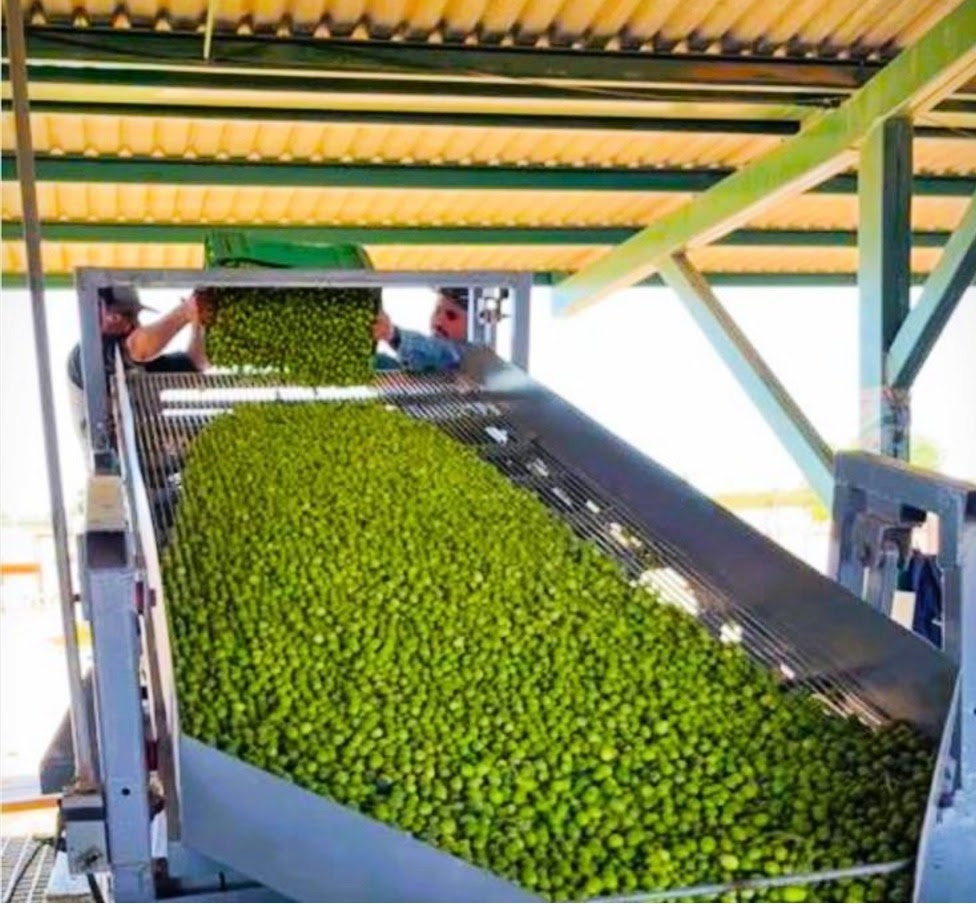 Sonora ocupa el primer lugar en México en producción de aceituna: Sagarhpa